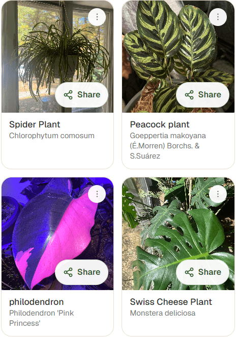 Close crop of actual My Garden cards for Spider Plant, Peacock plant, Pink Princess philodendron, and Swiss Cheese Plant